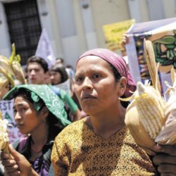guatemala protest ley monsanto hoy ni