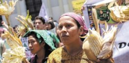 guatemala protest ley monsanto hoy ni