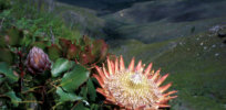 king protea flower