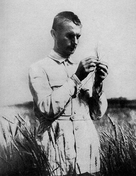lysenko in field with wheat