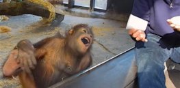 orangutan laughs at magic trick screenshot youtube