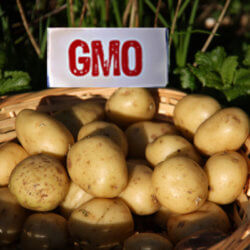 potato