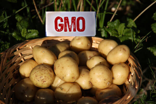 Viewpoint: There's no such thing as a 'GMO,' and the history of potatoes illustrates why the term is 'nonsensical' - Genetic Literacy Project