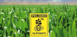 screenshot mexico sets date for ban of glyphosate present in herbicides and in corn the mazatlan post
