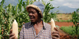 Viewpoint: Undue precaution—‘Achilles heel’ blocking expansion of biotech crops in Africa