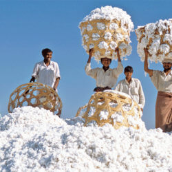 cotton