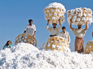 cotton