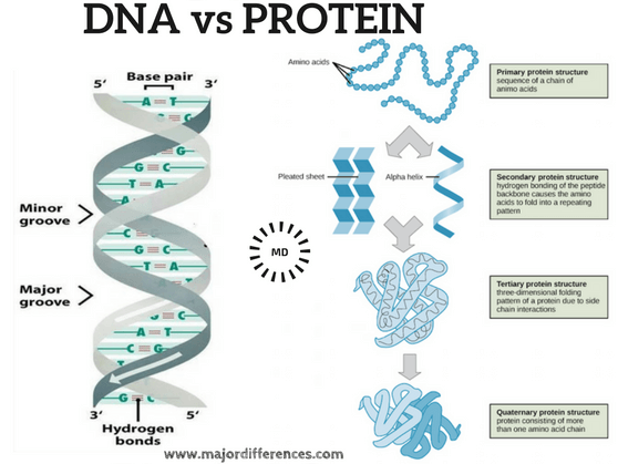 dna vs protein