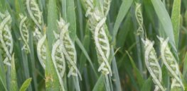 gene edited wheat web x