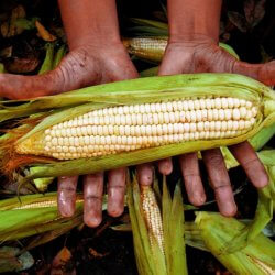 gettycorn cd f b d b aeef