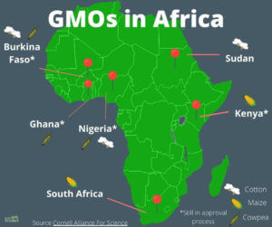 gm crops africa x