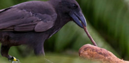 hawaiian crow tool use