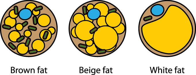 lem brown fat transplant fat cells