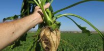 US sugar industry flips the GMO script, hyping eco-benefits of glyphosate-tolerant crops