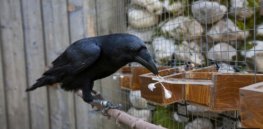 Some birds are quite smart but do they really ‘think like humans’?