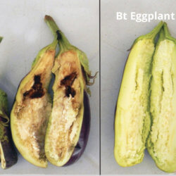 screenshot questions and answers about the fruit and shoot borer resistant eggplant bt talong the first filip