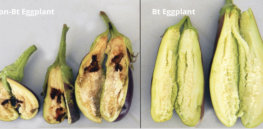 screenshot questions and answers about the fruit and shoot borer resistant eggplant bt talong the first filip