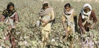 Viewpoint: GM cotton failed India's farmers? Another study says yes, but relies on false assumptions and misinterpreted data