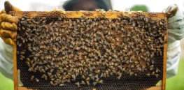 Viewpoint: ‘Misguided enthusiasm’ to save honeybees threatens wild pollinators