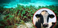 Seaweed could ‘neutralize’ stubborn methane emissions from cows, slowing climate change