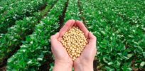 How do you make a GMO? FDA’s step-by-step guide to genetically engineering a crop