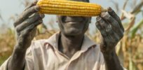 Kenya advances GM maize to improve yields, reduce pesticide use