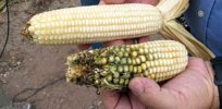 Can GM corn eliminate insecticide use? For some farmers, the answer is yes, study shows