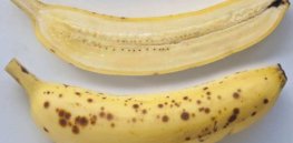 CRISPR-edited bananas immune to killer pathogens advance toward commercialization in Africa