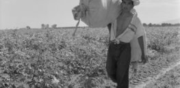 Mexico’s cotton production could ‘disappear’ in 2021 with GM, insect-resistant Bt seed banned