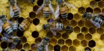 Bt insect toxin in GM crops ‘has no negative effects on honey bees,’ study confirms