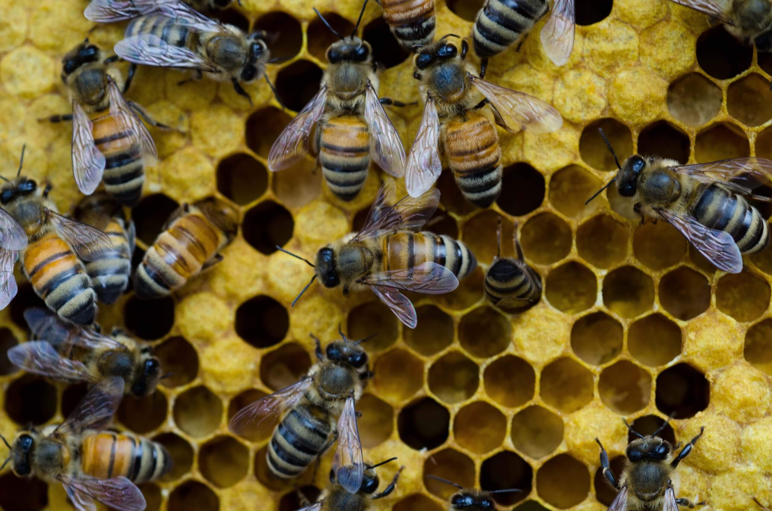 Bt insect toxin in GM crops ‘has no negative effects on honey bees,’ study confirms