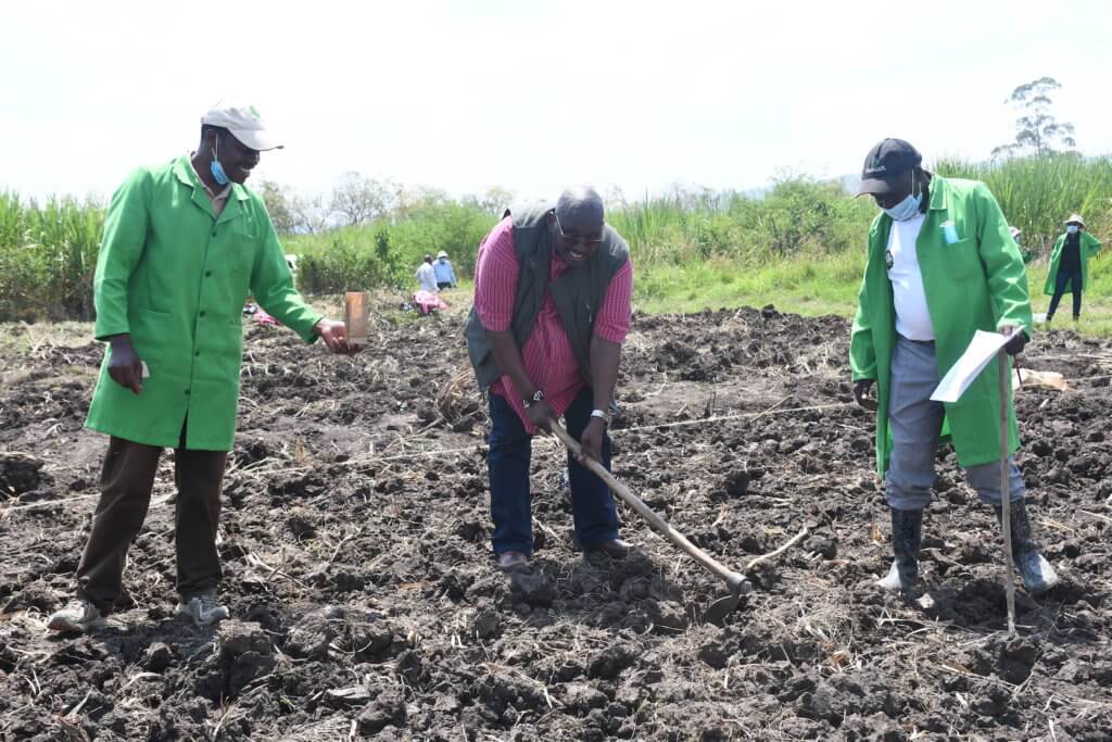 james karanja pi tela maize kalro director general dr eliud keriger and a governmnet official lead the planting excercise in one of selected fields