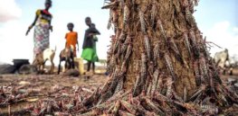 locust destruction in africa credit fao via genetic literacy project