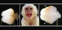 Planet of the Apes redux? Human brain gene inserted into monkey fetuses enlarged their brains, raising ethical concerns