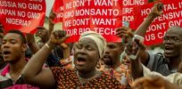 Viewpoint: 3 anti-GMO myths that hinder Nigeria’s adoption of biotech crops