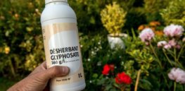 France pledged to ban glyphosate, but regulators say phasing out weedkiller probably isn’t possible