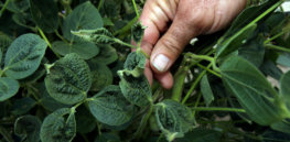 US soybean, cotton farmers sue EPA to relax two ‘extreme’ restrictions on drift-prone dicamba weedkiller