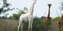 Last surviving white giraffe, a genetic anomaly, fitted with GPS tracker to deter poachers