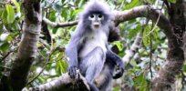 ‘Already facing extinction’: Recently discovered leaf-eating Popa langur species down to 200 monkeys