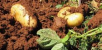 Gene-edited potato could allow farmers to use ‘less—or even no—insecticide’