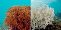 CRISPR-edited coral: Gene editing could help Great Barrier Reef survive climate change