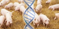 ‘Proportionate risk’: Outgoing Secretary Perdue proposes USDA streamlining, takeover of animal biotechnology regulations