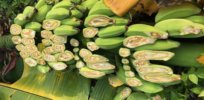 GM banana could help Uganda's farmers battle bacterial wilt, but the country needs a biosafety law first