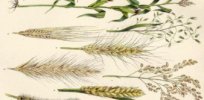 ‘Like finding missing puzzle pieces’: Sequenced genome of 15 wheat varieties could speed search for heartier crops