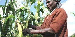 GM, insect-resistant, Bt maize offers Kenyan farmers chance to boost yields while cutting pesticide use, local soil scientist says