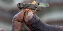 Decoded locust genome could help develop ‘intelligent pesticides’ that only kill crop-ravaging insects