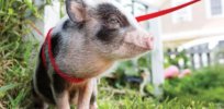 Pigs are ‘hot’ as family pets. Are they as social as dogs?