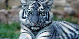 How nature evolved blue tigers and other quirks of ‘neutral theory’