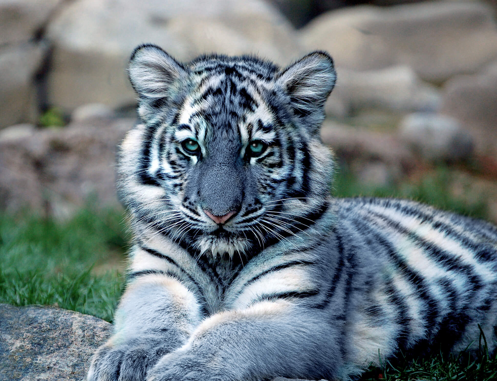 How nature evolved blue tigers and other quirks of ‘neutral theory ...