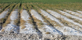 Engineered crops with shorter life cycles could thrive in salty soils caused by climate change